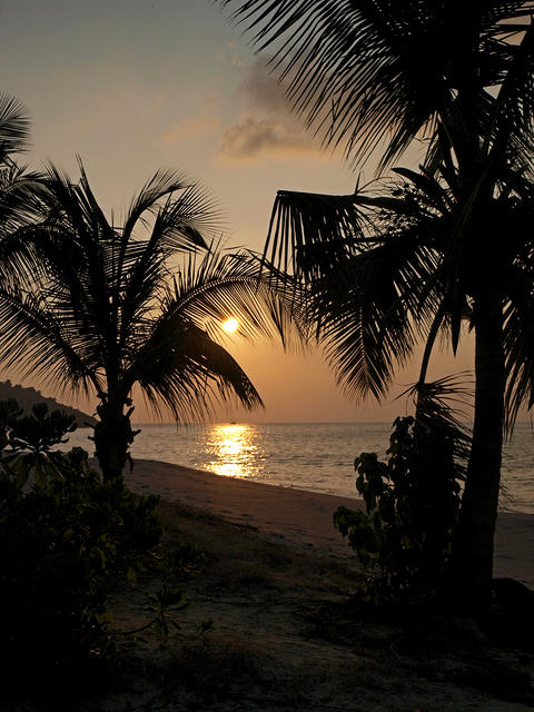 Sunset through Palms