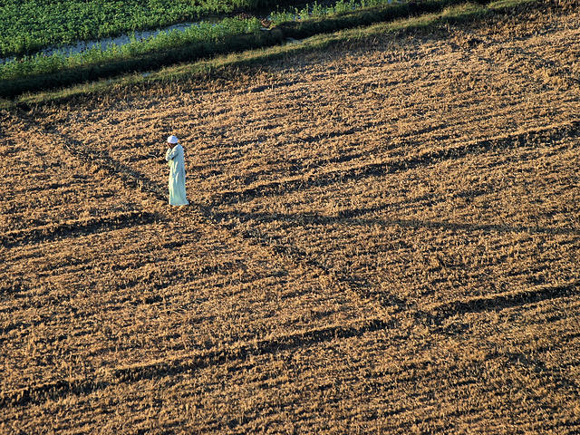 Farmer in Field