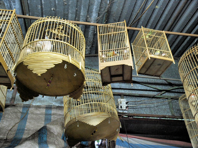 Bird Cages