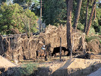 Feeding Cattle