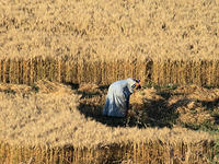 Harvesting Wheat 1
