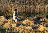 Tying Corn 2