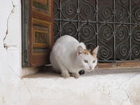 Bahia Palace Cat